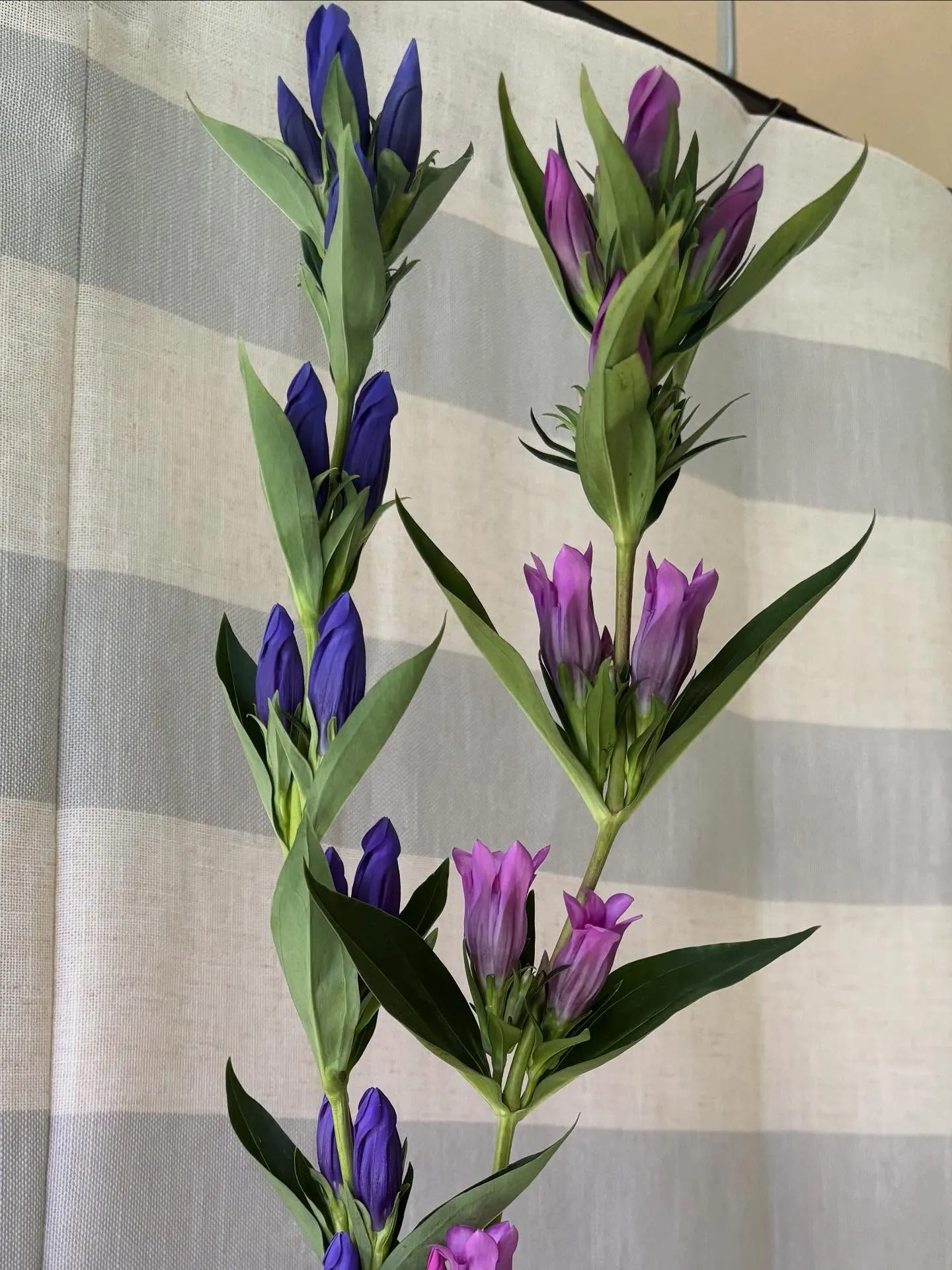 今週の出迎え花