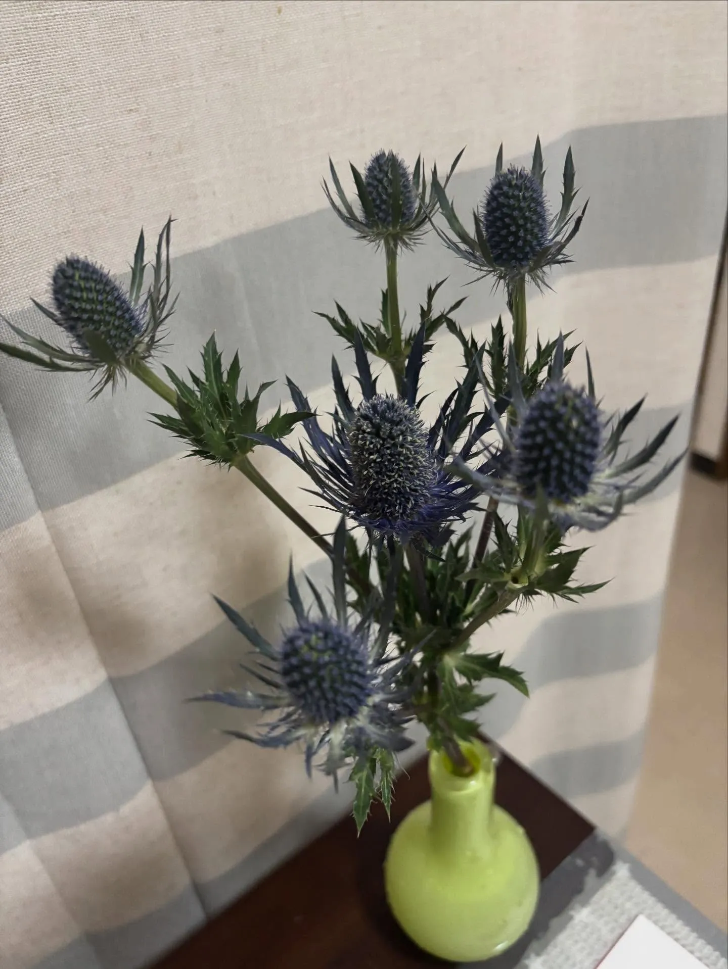 🌺今週の出迎え花🌺