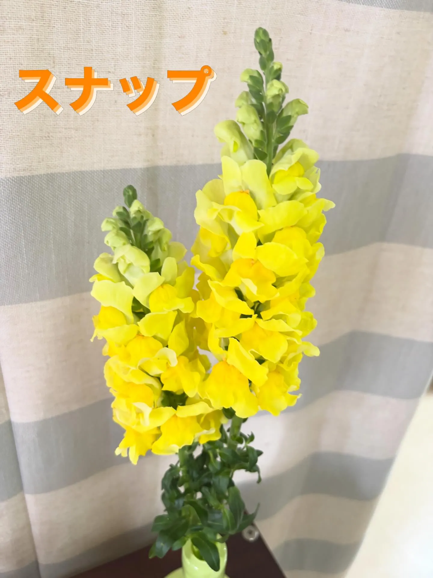 今週の出迎え花