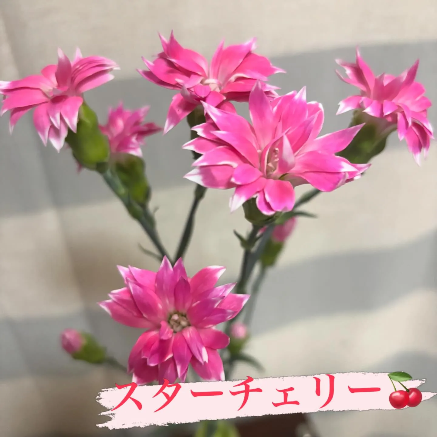 🌸今週の出迎え花🌸