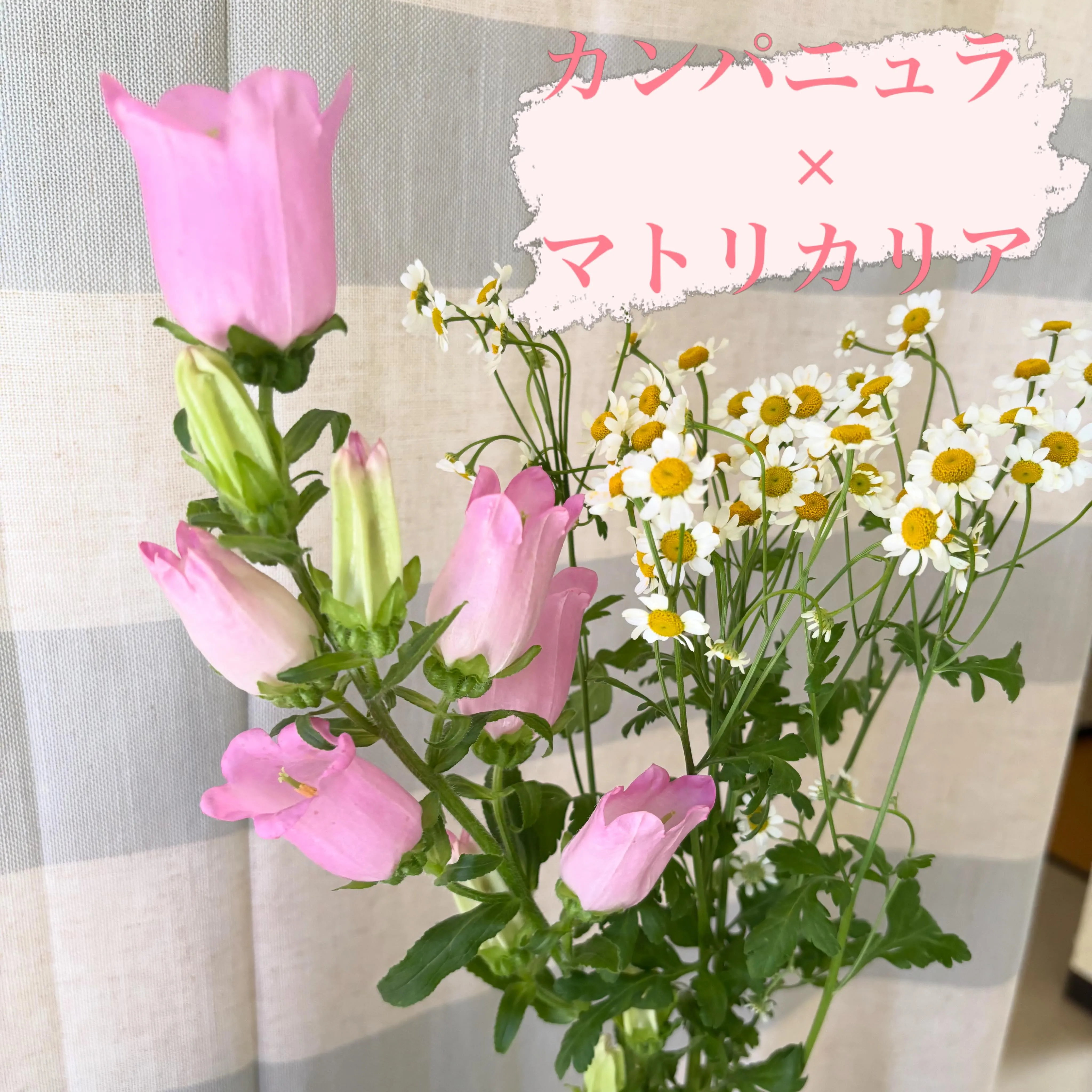 今週の出迎え花🌸