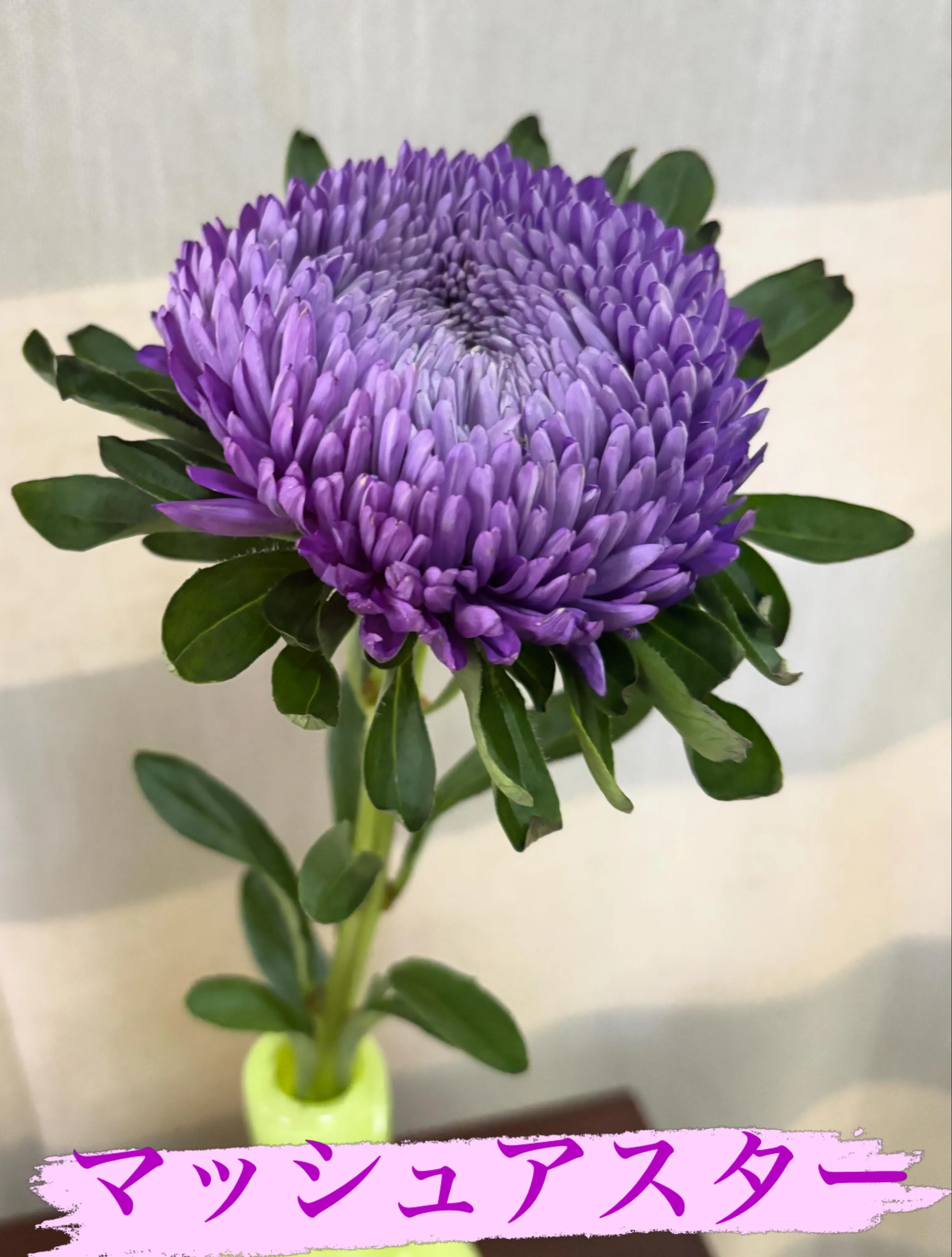🌸今週の出迎え花 〜マッシュアスター〜