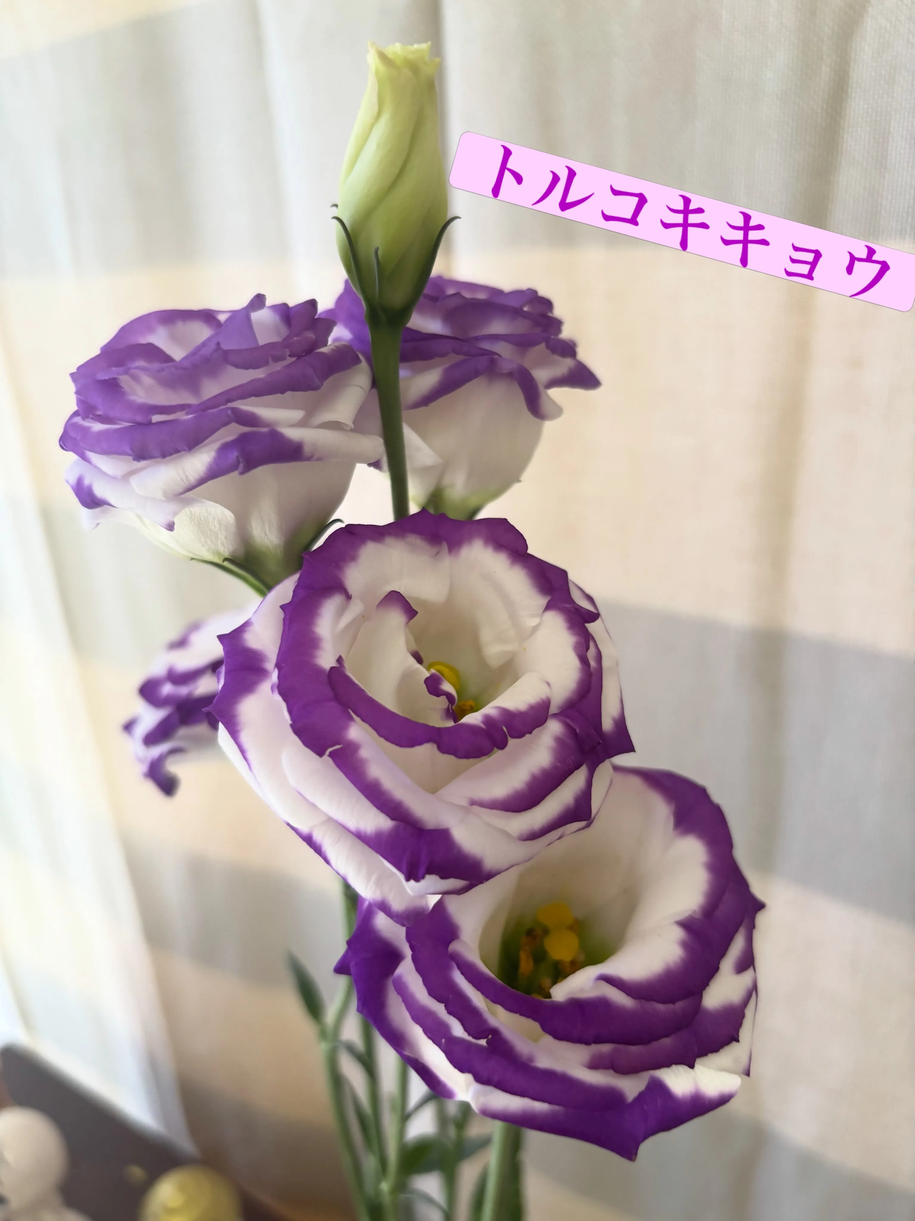 🌸今週の出迎え花🌸
