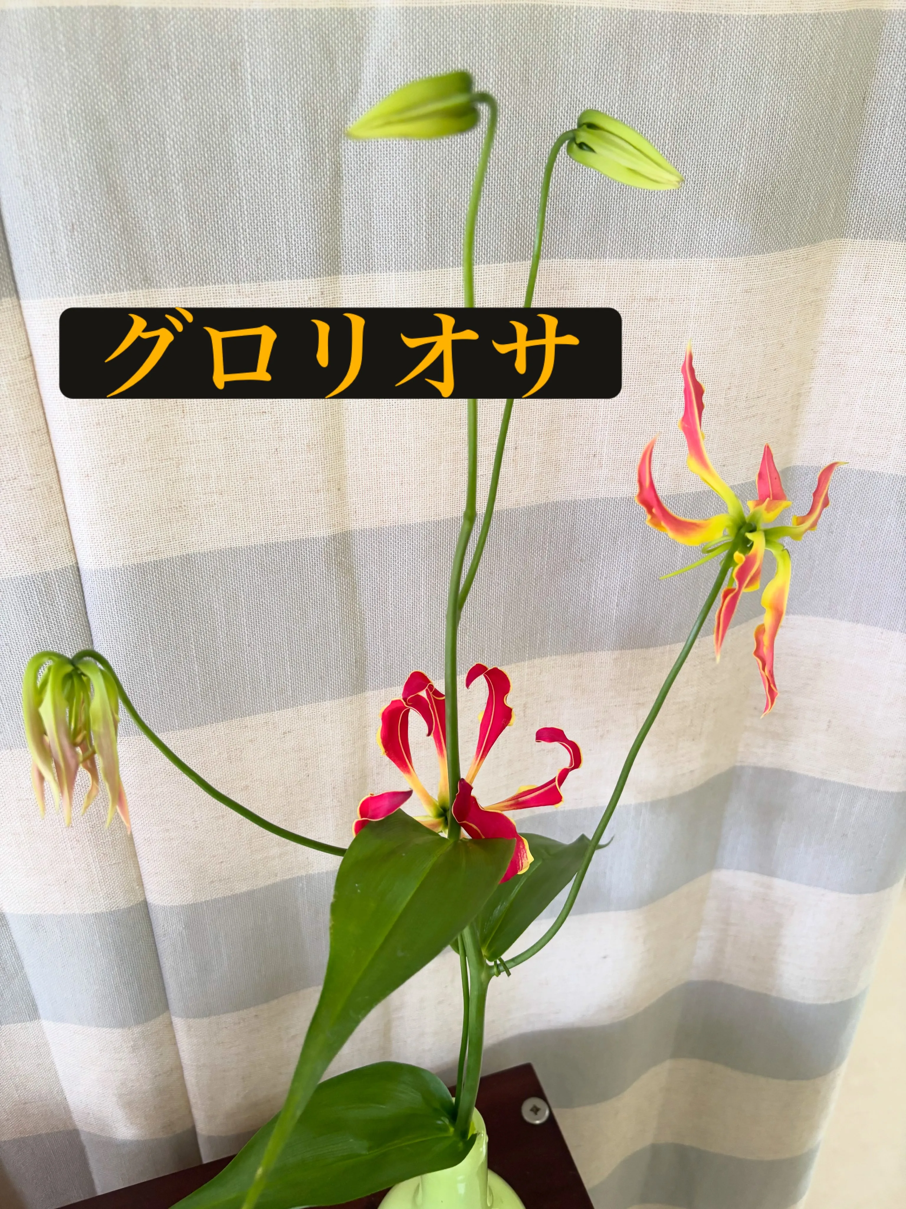 🌸今週の出迎え花🌸
