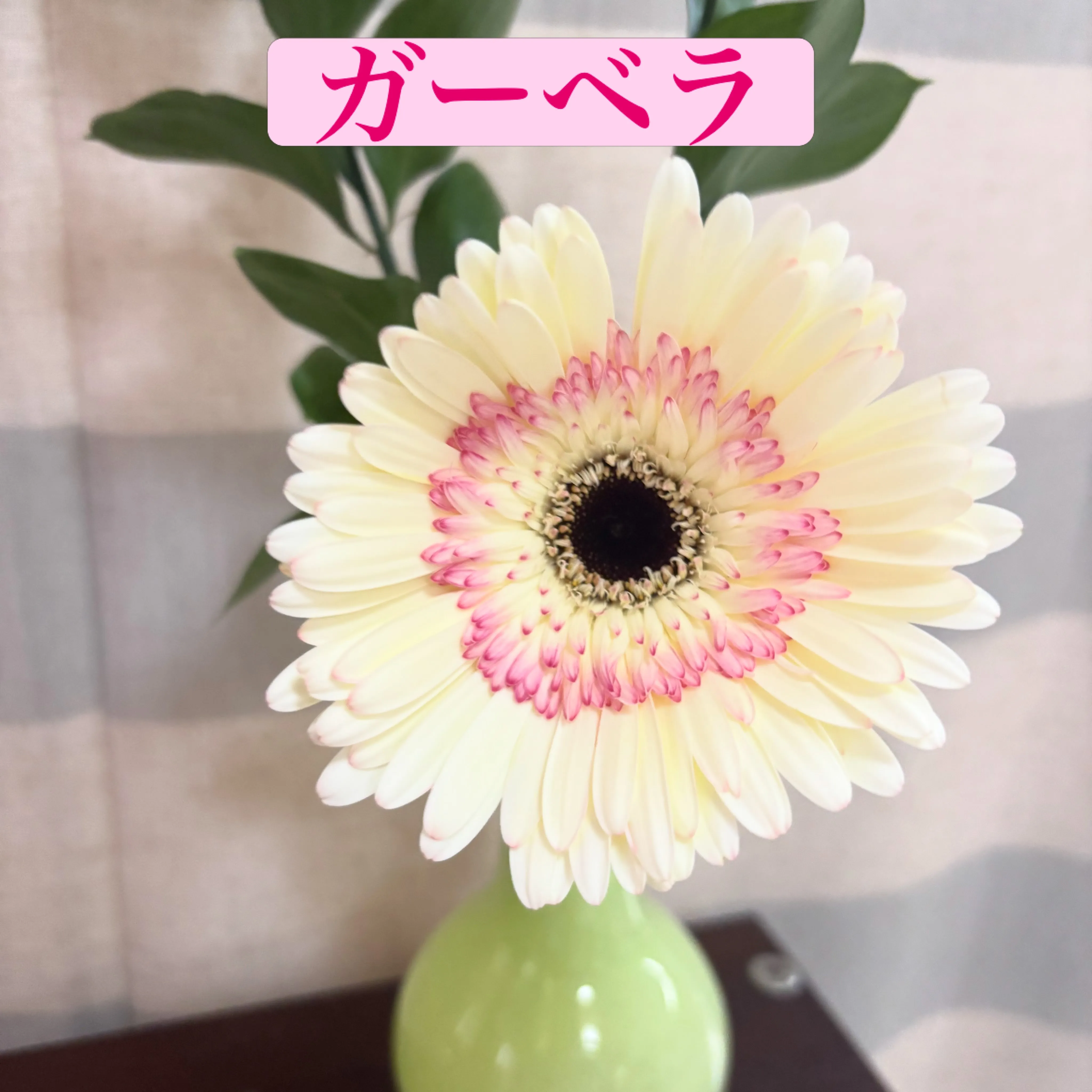 🌼今週のお出迎え花🌼