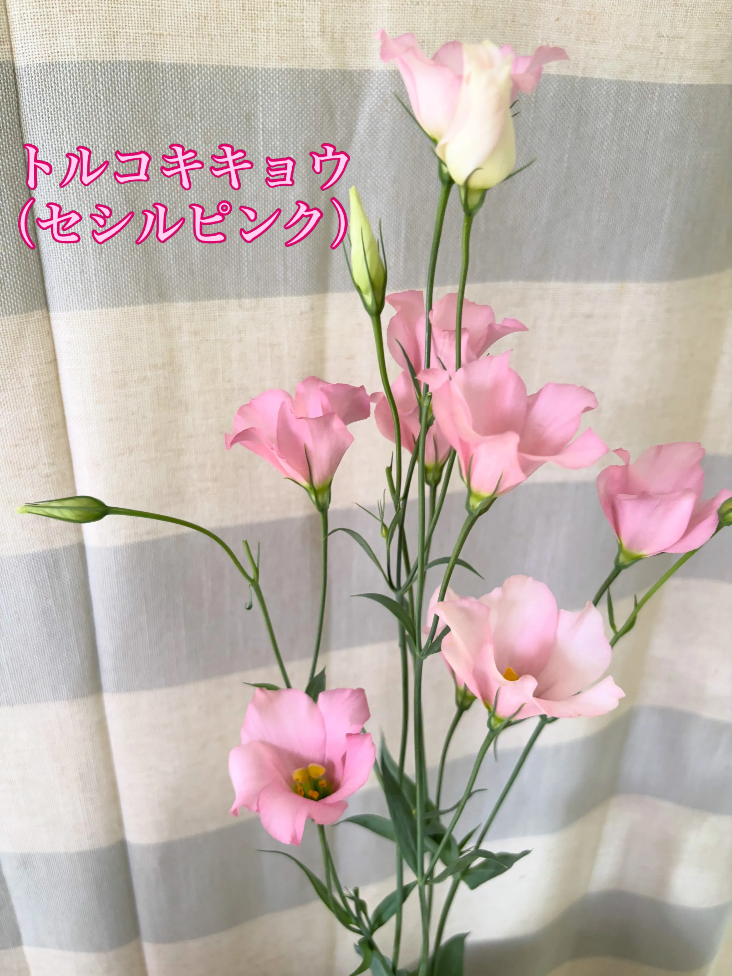 🌸今週の出迎え花🌸
