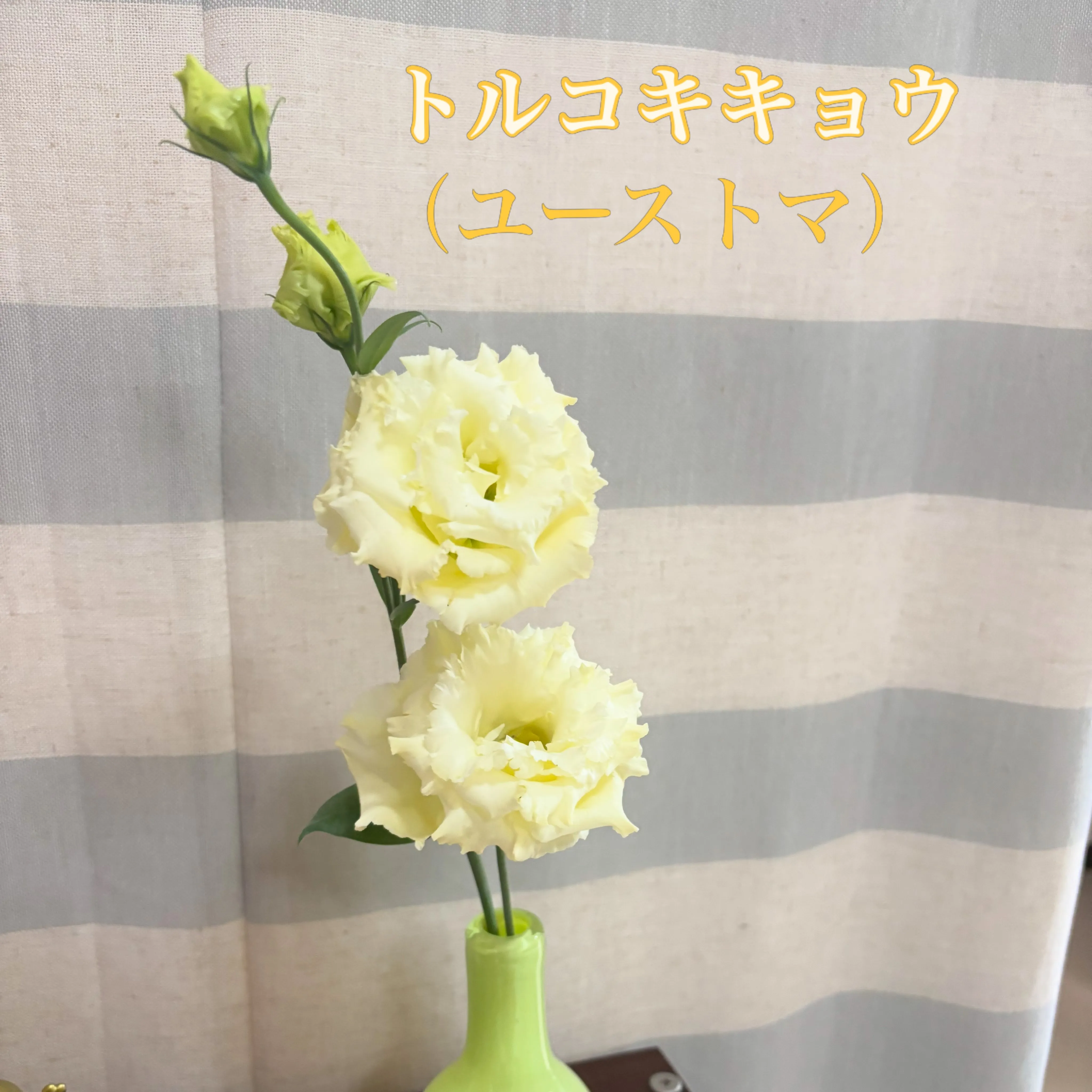 🌸今週の出迎え花🌸