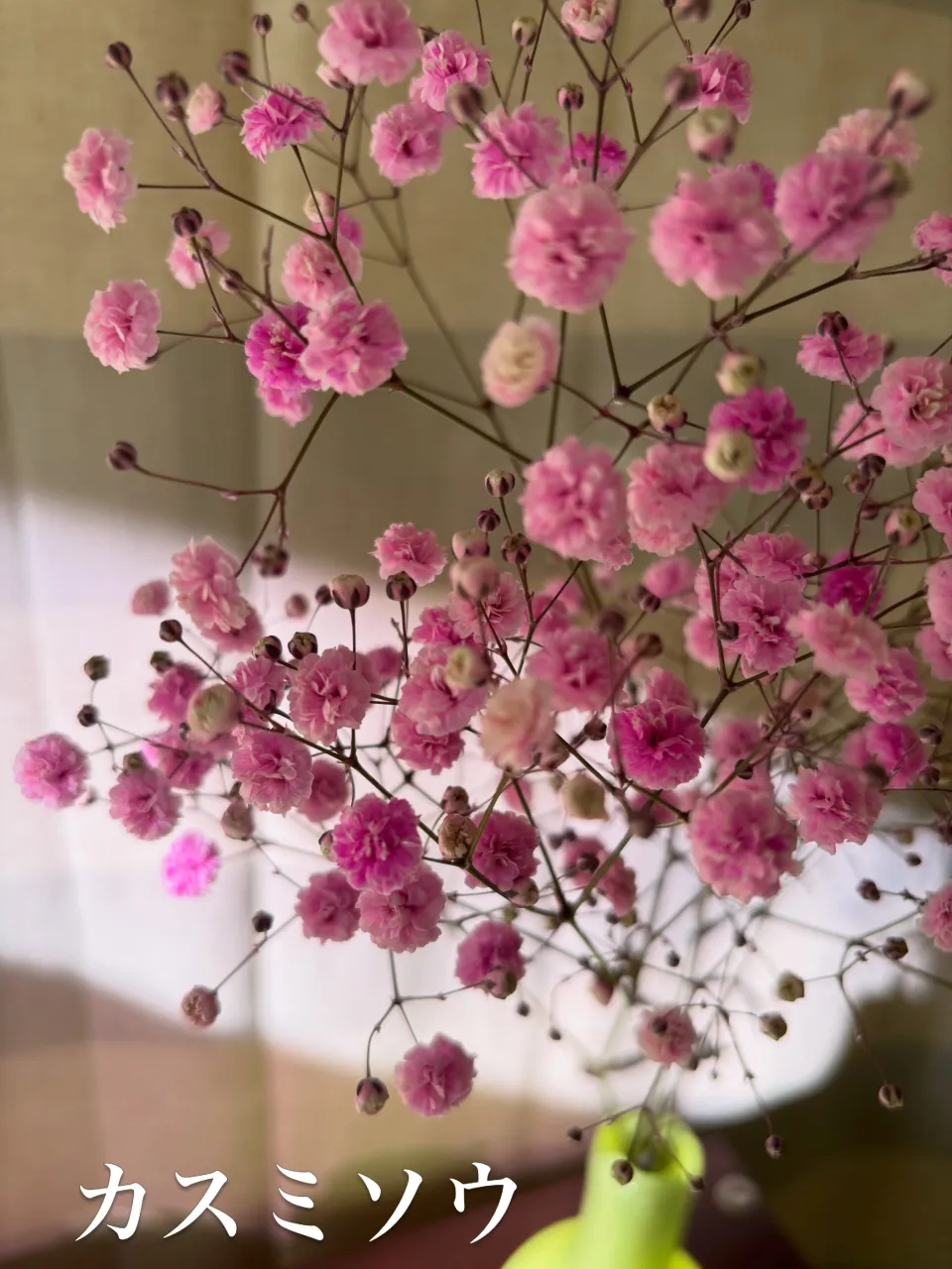 今週の出迎え花🌸