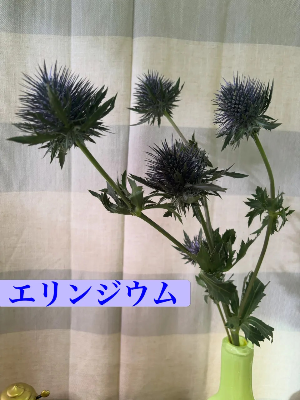 🌿 今週の出迎え花|青いエリンジウム